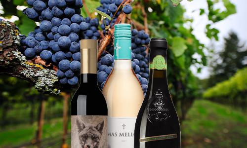 3 Merlot-viner med olika karaktär