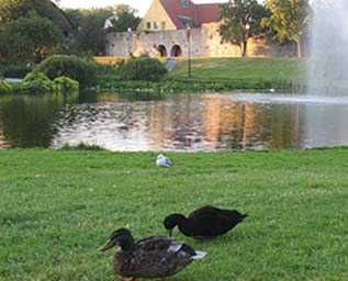 Världen dricker olika