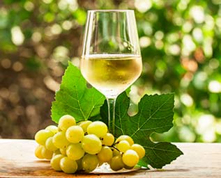 Riesling – den gröna druvkungen