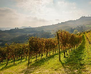 Viner i världsklass från Piemonte