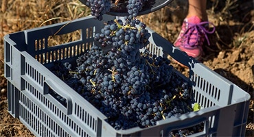 Druvplockning i södra Frankrike