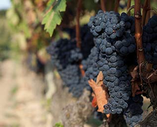 Elegans från spansk vinperiferi