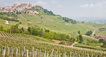 Kvinnorna som styr i vingården