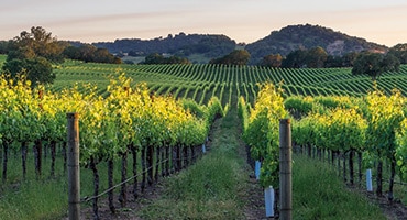 Besök en vingård i sommar