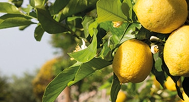 Kan ett vin smaka citron