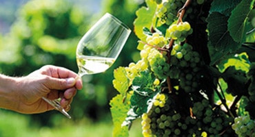 Viner på Verdejo vinner erkännande