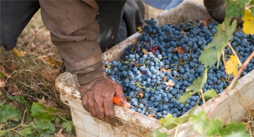 Druvas mellanlandning succé för södra Italien