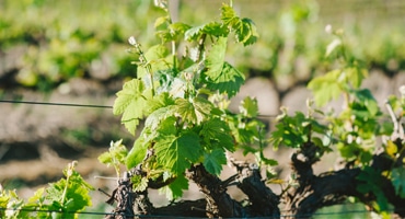 Sydafrikan går sin egen väg