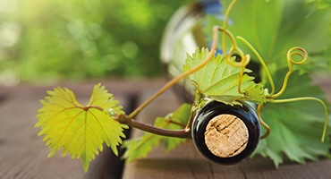 Grön vingastronomi sommarens bästa kombo