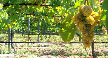 Mångfald druvor ger distrikt kultstatus