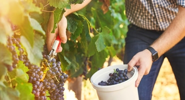 Rättvisa högsta vinprioritet i Kalifornien