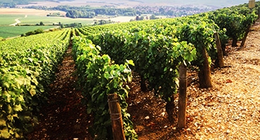 Chablis i flera stilar