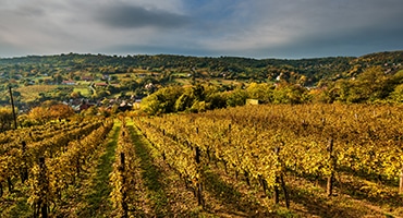 Vinfamiljen Alighieri åter på hemmaplan