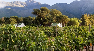 Webb-TV: Vinos testar det nya Sydafrika