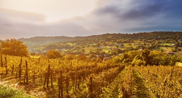 Cape Blend – unik vinstil från Sydafrika