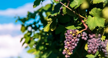 Hermitage vs Crozes Hermitage