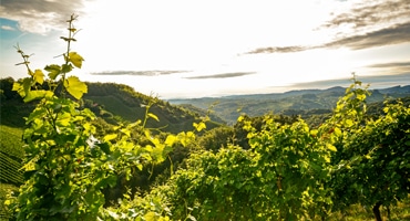 Portugal favorit bland svenska vinkonsumenter