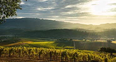 Kalifornien visar vägen mot kvalitet