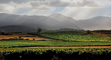 Webb-TV: Vitt vin i Rioja?