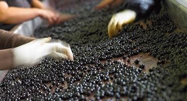 Bäst i rödvinsklassen