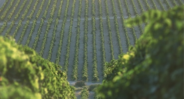 Mytomspunnet vin ger Jerez kultstatus