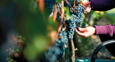 Merlot är stjärnan i öster