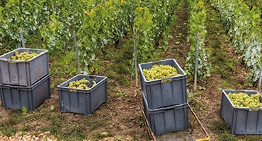 Webb-TV: Prestigechampagne, vad innebär det?