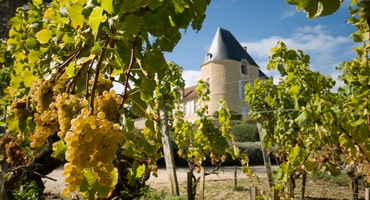 Sötsugen i Sauternes