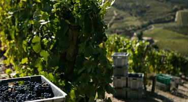 Hög tid för ett glas port