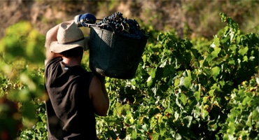 Vinproduktionen minskar dramatiskt