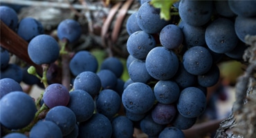 Här tillverkas världens bästa vin