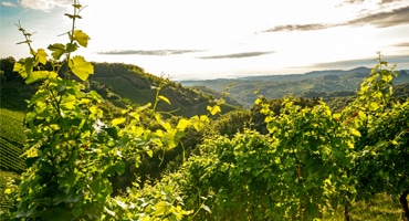 10 röda toppviner från Italien