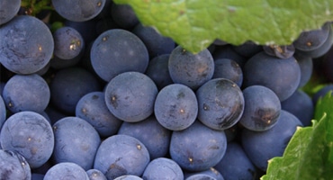 Druva: Nero d’Avola