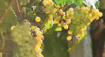 Druva: Pedro Ximénez