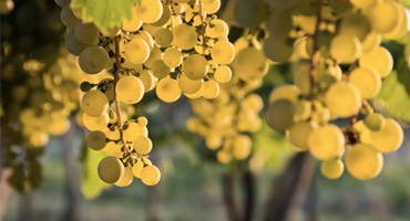 Bästa 10 viner på Chardonnay