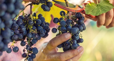 Vitt vin på blå druvor – hur funkar det?