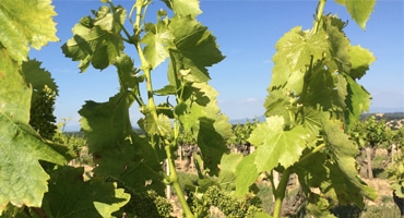 Udda druvtrio i topp