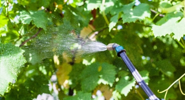 Svavel i vin – är det farligt?