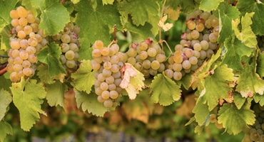 Fem saker du måste veta om Chardonnay