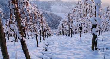 Klimat avgör vinets stil