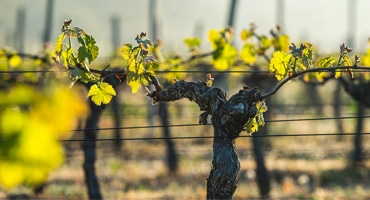 Gamla världen vs Nya världen