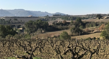 Cava hittar eget kvalitetsuttryck