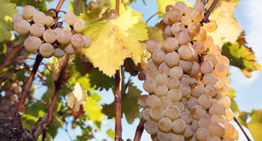 Ryssland – gränslandet till vinets vagga