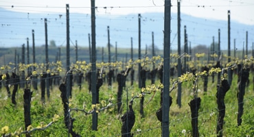 Karl H Johners känsla för rött