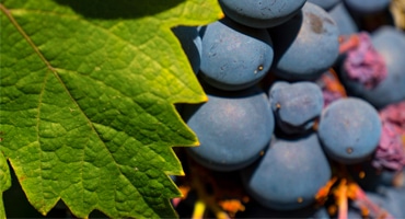 Älskad druva att hata