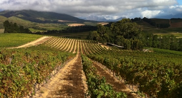 Våga vägra Pinotage