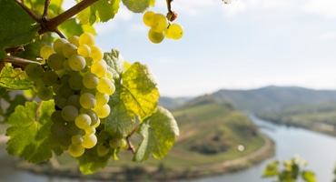 Revanschsugen Riesling