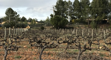 Vikten av vinnande växtplats