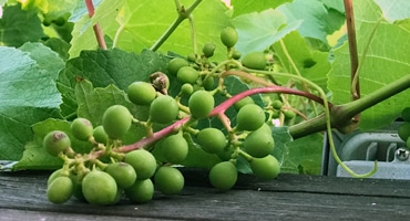 Favorit i Bordeaux mest odlade druvsort