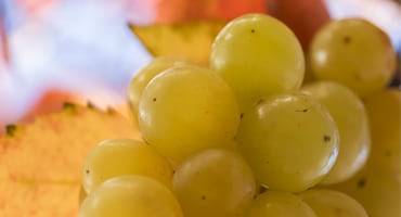 Förföriska bubblor från Piemonte